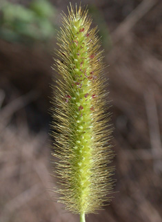 Yellow Bristle-grass