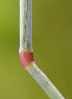 Marsh Foxtail