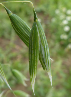 Common Oat