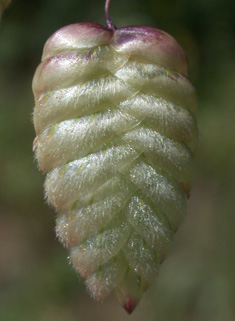 Greater Quaking-grass