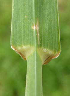 Common Cock's-foot