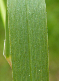 Common Cock's-foot