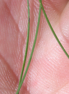 Common Sheep's-fescue