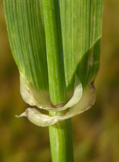 Two-rowed Barley