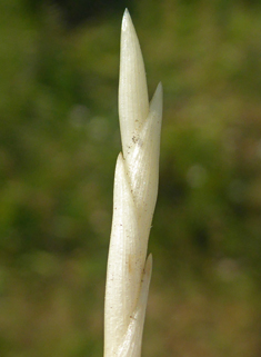 Perennial Rye-grass