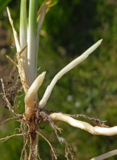 Perennial Rye-grass