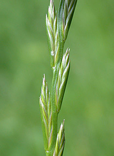 Perennial Rye-grass