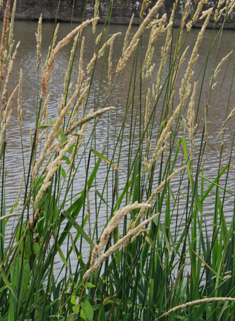 Reed Canary-grass