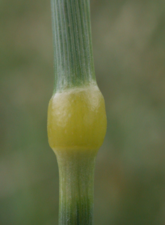 Common Canary-grass