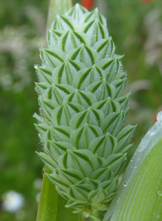 Common Canary-grass