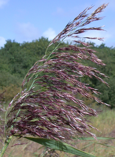 Common Reed