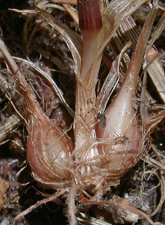 Bulbous Meadow-grass