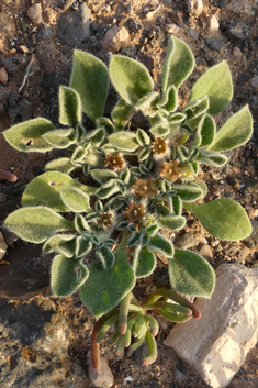 Canary Islands Iceplant