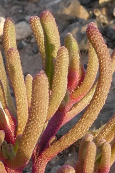 Slender-leaved Iceplant