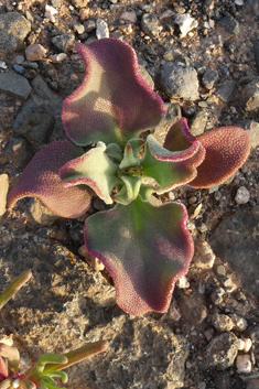 Common Iceplant