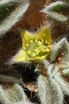 Canary Islands Iceplant