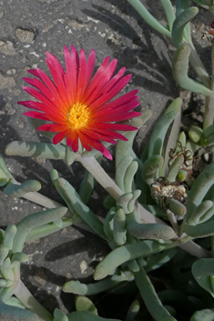 Coppery Dewplant