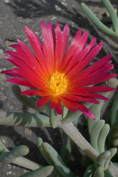 Coppery Dewplant