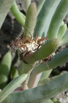 Coppery Dewplant