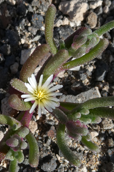 Slender-leaved Iceplant