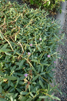 Shoreline Purslane