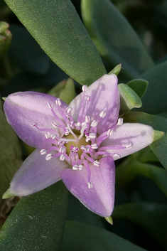 Shoreline Purslane