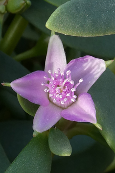 Shoreline Purslane