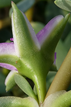 Shoreline Purslane