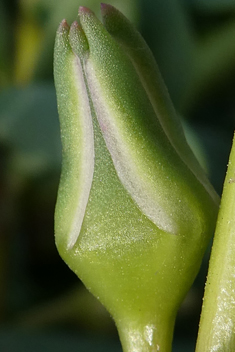 Shoreline Purslane