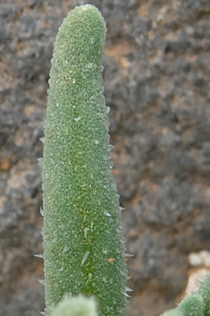 Aizoanthemopsis hispanica