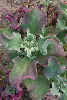 Common Iceplant