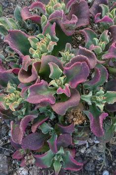 Common Iceplant