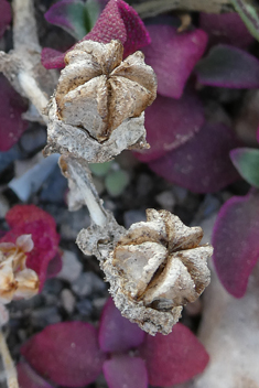 Common Iceplant