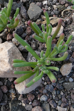 Slender-leaved Iceplant