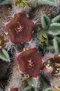 Canary Islands Iceplant