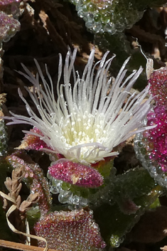 Common Iceplant