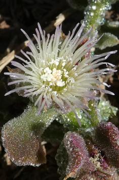 Common Iceplant