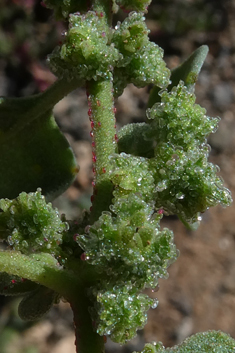 Tetragonia echinata