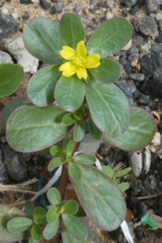 Common Purslane