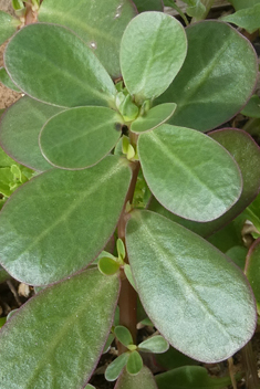 Common Purslane