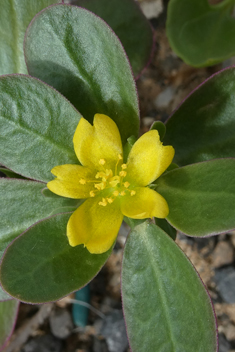 Common Purslane