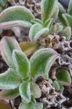 Canary Islands Iceplant