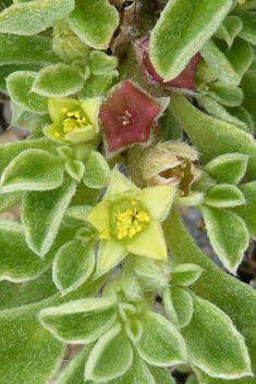 Canary Islands Iceplant