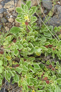 Canary Islands Iceplant