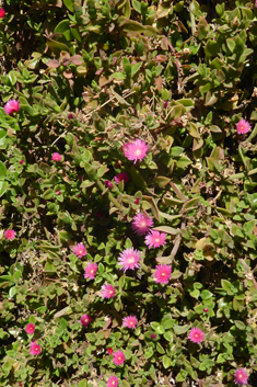 Heart-leaved Iceplant