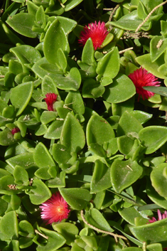 Heart-leaved Iceplant