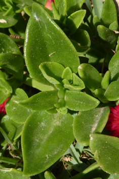 Heart-leaved Iceplant