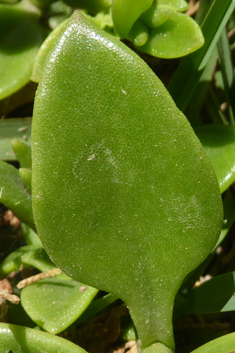 Heart-leaved Iceplant