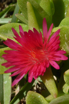 Heart-leaved Iceplant