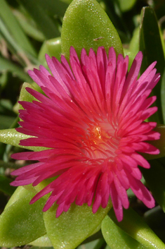 Heart-leaved Iceplant